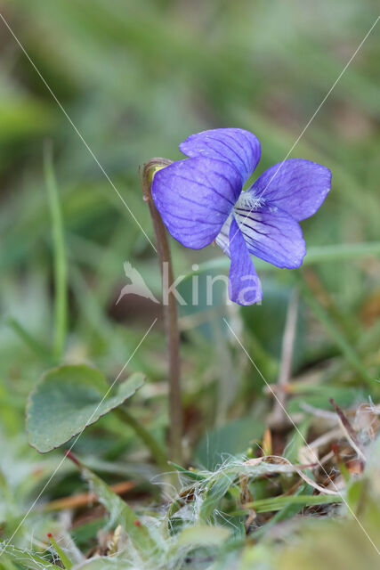 Hondsviooltje (Viola canina)