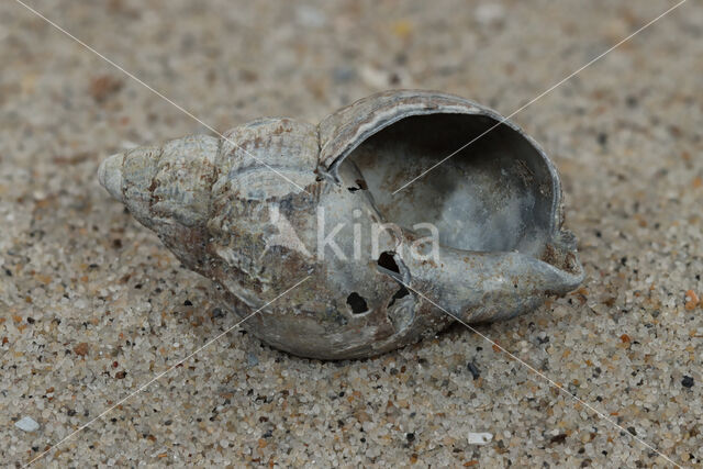 Common Whelk (Buccinum undatum)