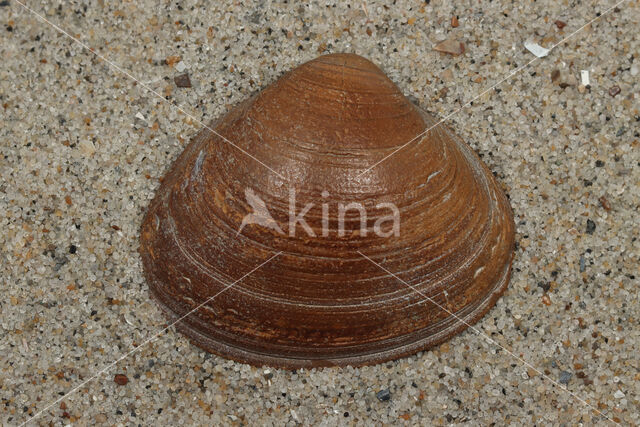 Thick Trough-shell (Spisula solida)