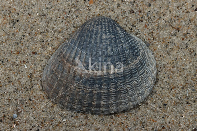 Common Cockle (Cerastoderma edule)