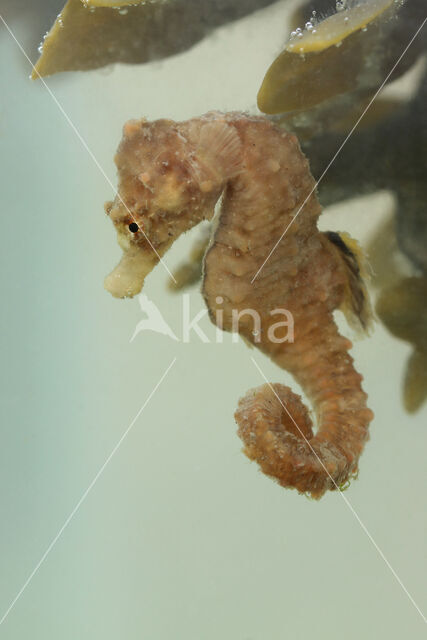 Short-snouted seahorse (Hippocampus hippocampus)