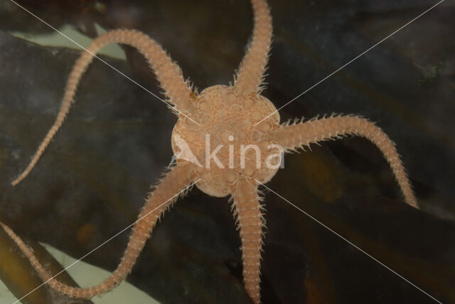 Brittle star (Ophiura ophiura)