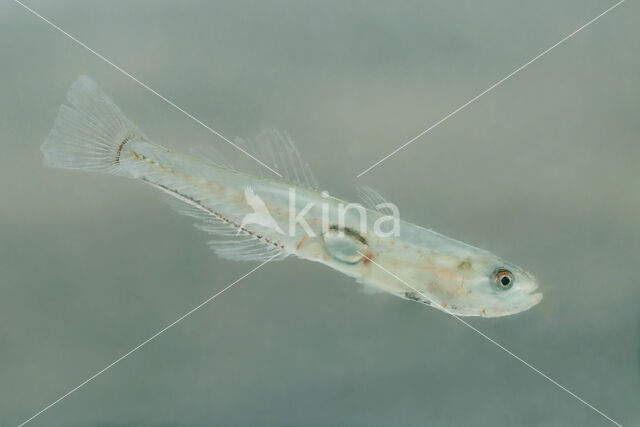 Transparent Goby (Aphia minuta)