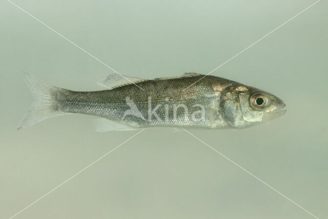 Bass (Dicentrarchus labrax)