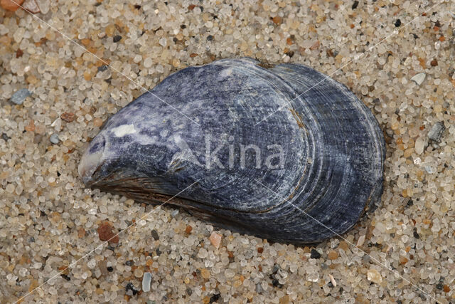 Common mussel (Mytilus edulis)