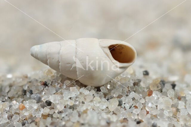 Laver Spire-shell (Peringia ulvae)