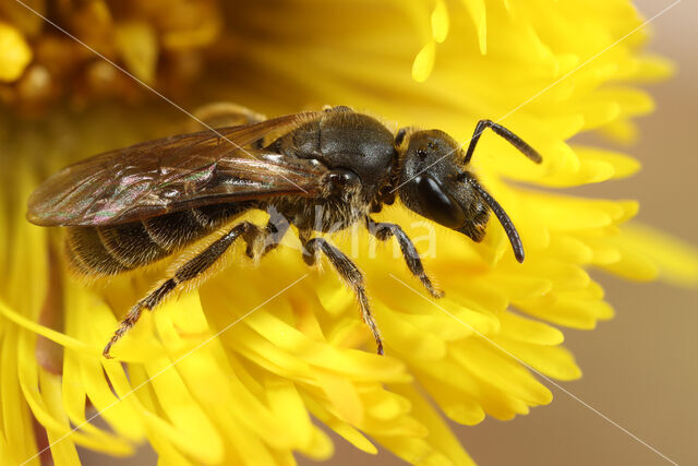 Bosgroefbij (Lasioglossum fratellum)