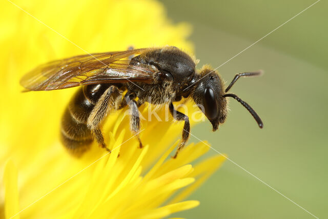 Bosgroefbij (Lasioglossum fratellum)