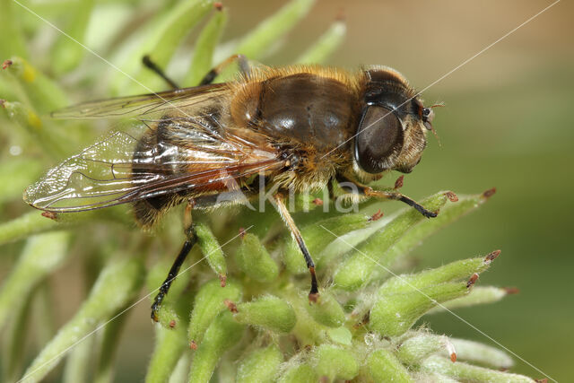 Onvoorspelbare Bijvlieg (Eristalis similis)