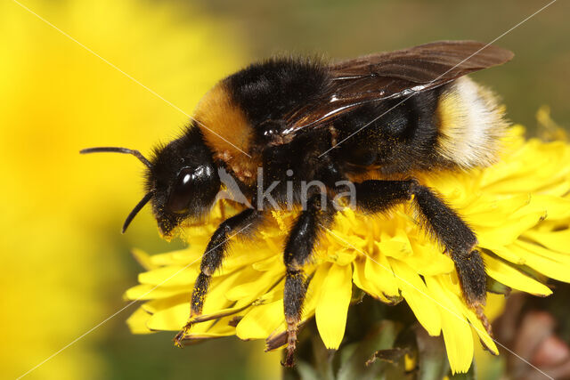 Vestal cuckoo bee (Bombus vestalis)