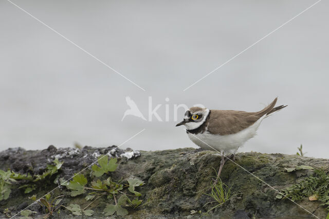 Kleine Plevier (Charadrius dubius)