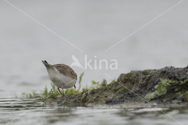 Kleine Plevier (Charadrius dubius)