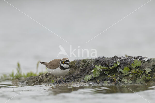 Kleine Plevier (Charadrius dubius)