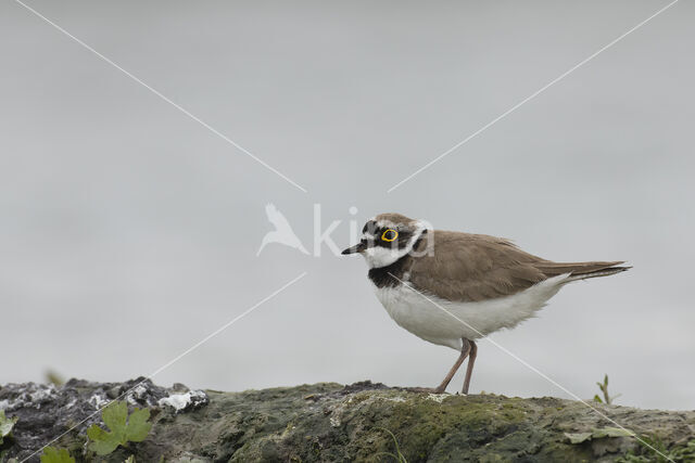 Kleine Plevier (Charadrius dubius)