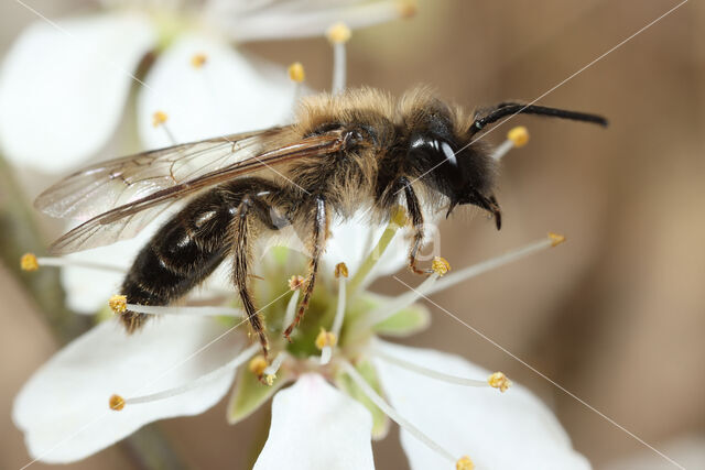 Andrena trimmerana