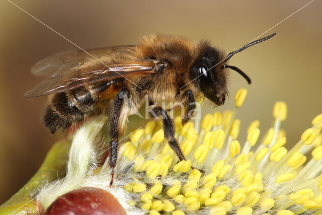 Andrena trimmerana