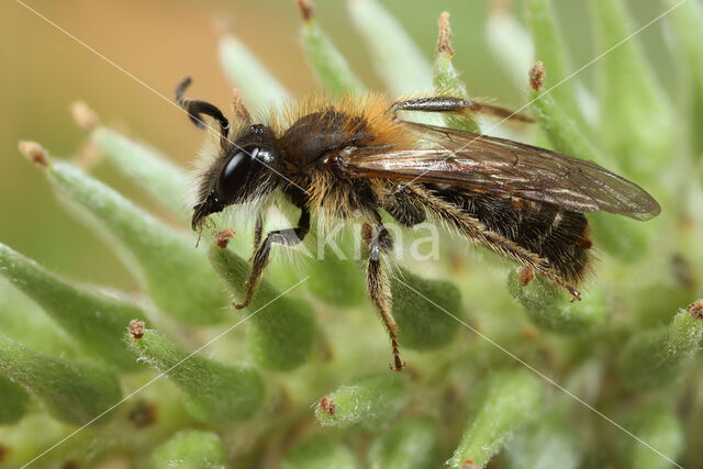 mining bee (Andrena varians)