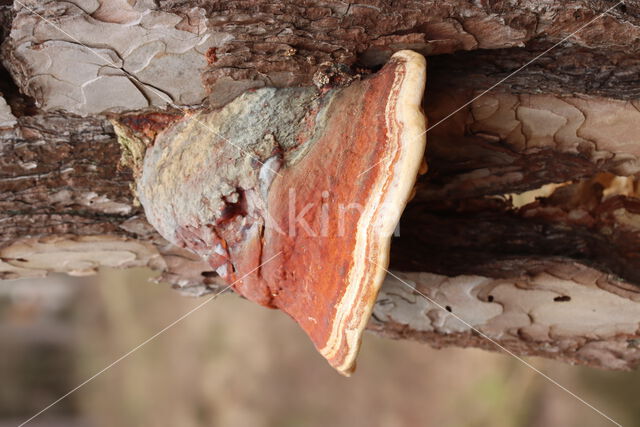 Red Banded Polypore (Fomitopsis pinicola)