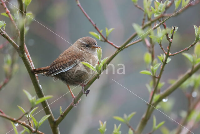 Wren (Troglodytes troglodytes)