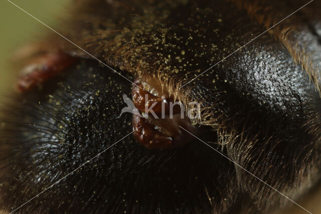 Grijze rimpelrug (Andrena tibialis)