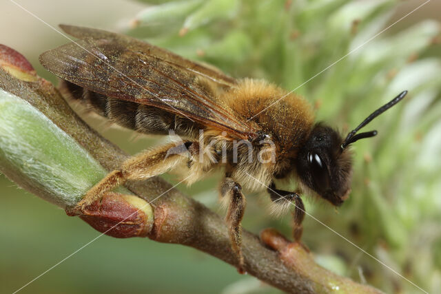 Grijze rimpelrug (Andrena tibialis)