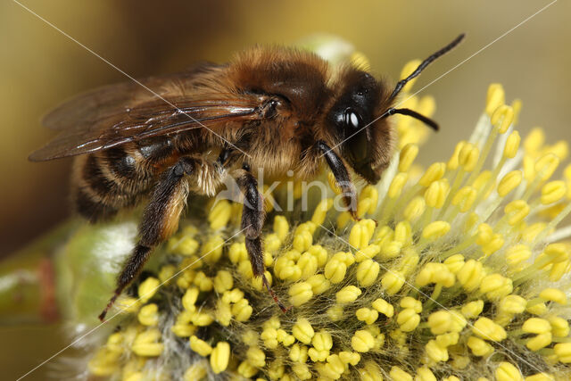 Trimmers Mining Bee (Andrena trimmerana)