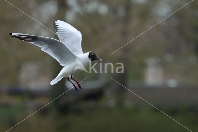 Black-headed Gull (Larus ridibundus)