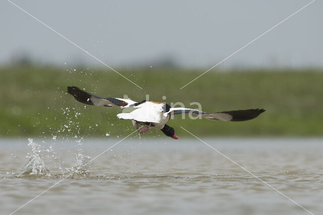 Shelduck (Tadorna tadorna)