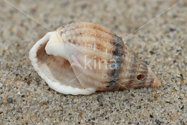 Gevlochten fuikhoren (Nassarius reticulatus)