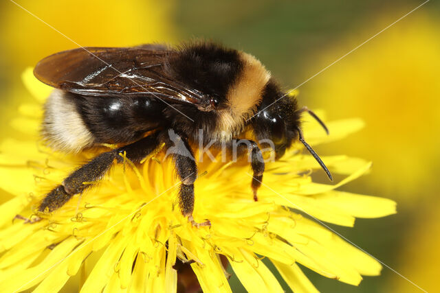 Gypsy cuckoo bee (Bombus bohemicus)