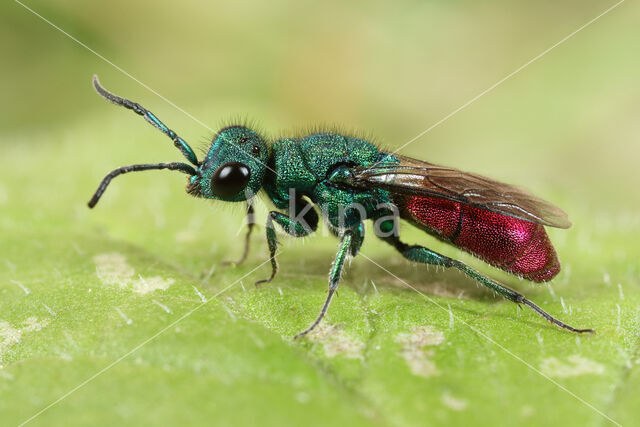 Chrysura rufiventris