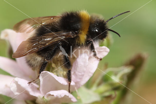 Vierkleurige koekoekshommel (Bombus sylvestris)