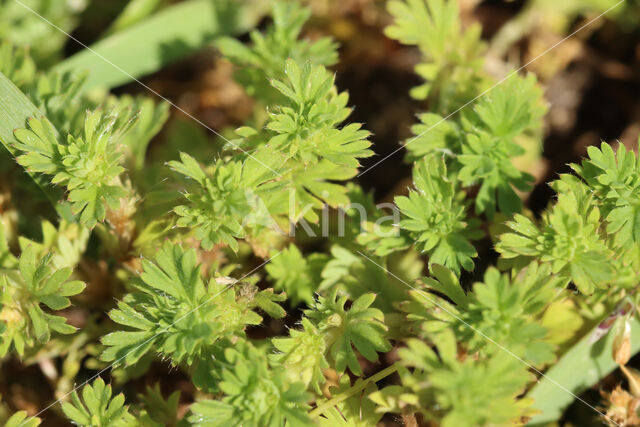 Slender Parsley-piert (Aphanes inexpectata)