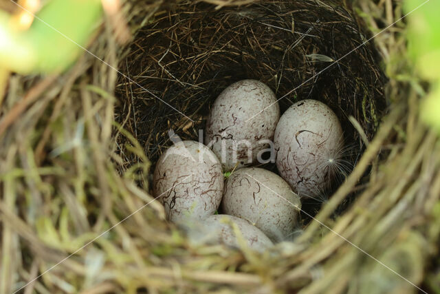 Geelgors (Emberiza citrinella)