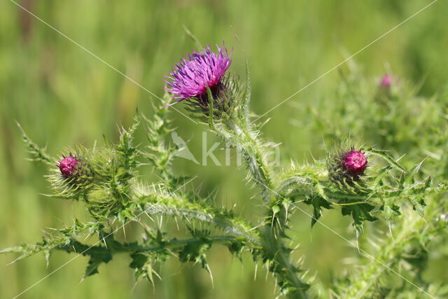 Welted Thistle (Carduus crispus)