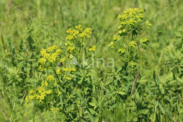 Heksenmelk (Euphorbia esula)