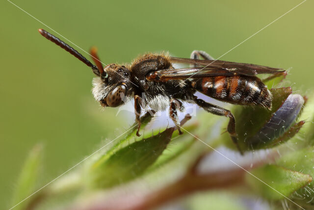 Nomada atroscutellaris