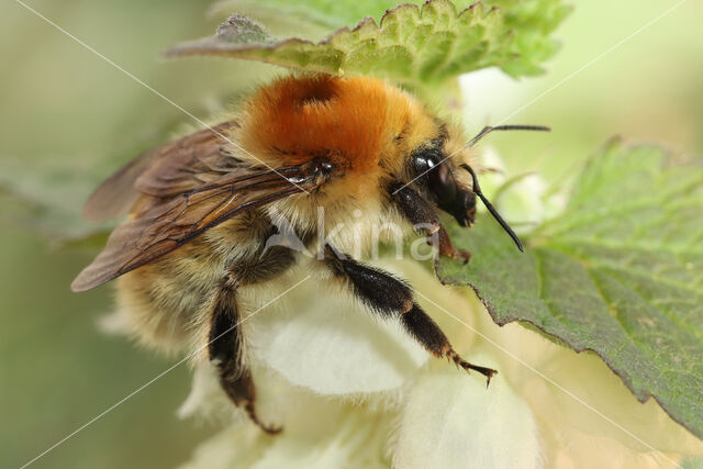 Scarce carder bee (Bombus muscorum)