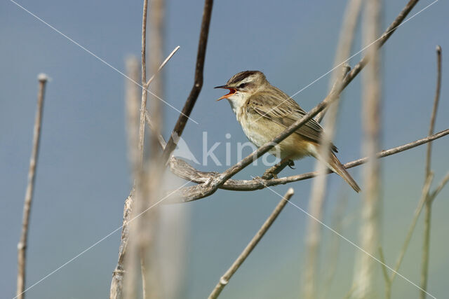 Rietzanger (Acrocephalus schoenobaenus)