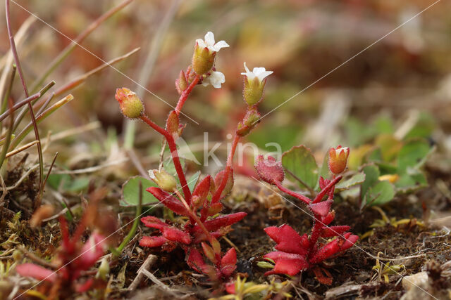 Rue-leaved Saxifrage (Saxifraga tridactylites)