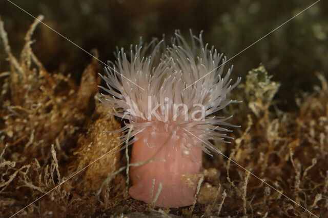Plumose anemone (Metridium senile)