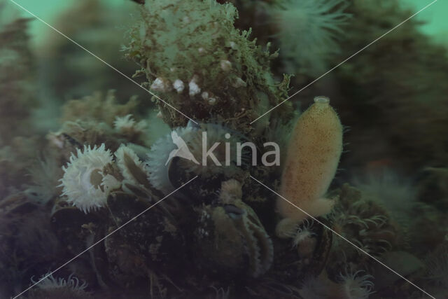 Purse sponge (Sycon ciliatum)