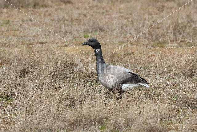 Rotgans (Branta bernicla)