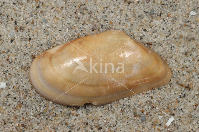 Banded Wedge-shell (Donax vittatus)