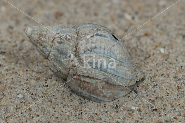 Gewone Wulk (Buccinum undatum)