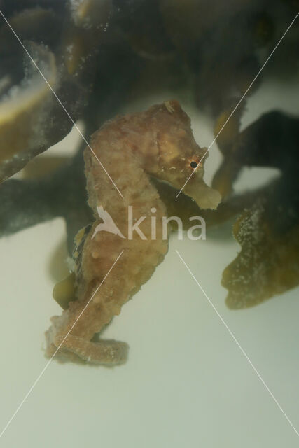 Short-snouted seahorse (Hippocampus hippocampus)