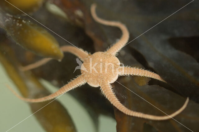 Brittle star (Ophiura ophiura)