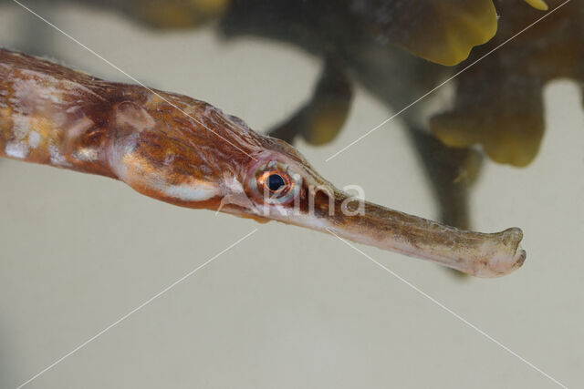Grote zeenaald (Syngnathus acus)