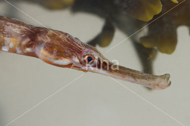 Great Pipefish (Syngnathus acus)