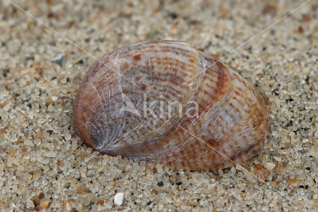 Common Atlantic Slippersnail (Crepidula fornicata)